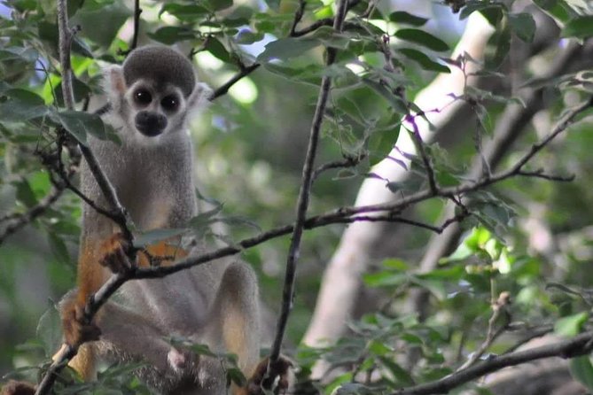 Regional Cruise in the Amazon - Following the Arapiuns River to Anã