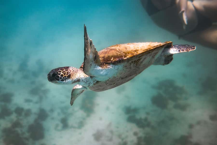 Rio: Best Dive Experience All Inclusive Scuba Diving Package - What you can see below the surface