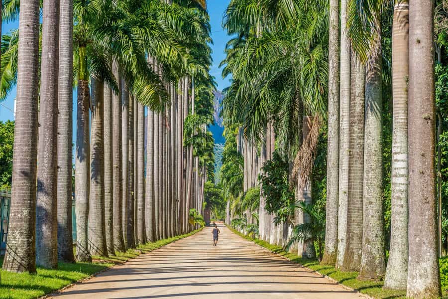 Rio: Botanical Garden, Tijuca Forest, and Parque Lage Tour - What the $104 price really covers