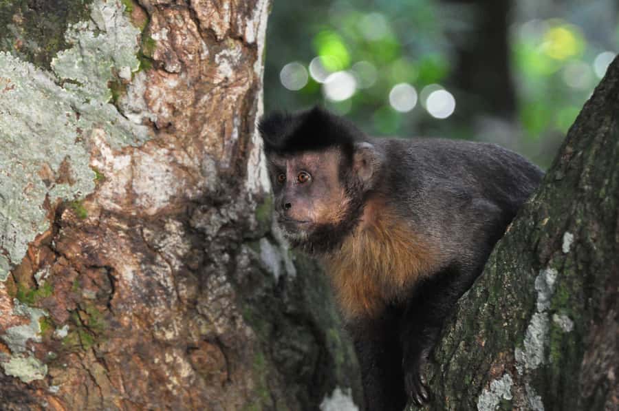 Rio de Janeiro: 4-Hour Botanical Garden & Tijuca Forest Tour - Who should book this experience?