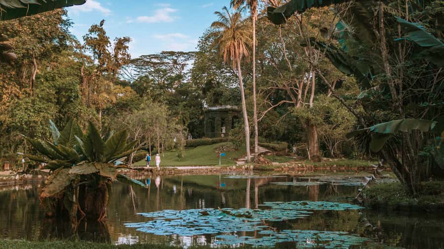 Rio de Janeiro: 4-Hour Botanical Garden & Tijuca Forest Tour - Starting among palms at the Botanical Garden