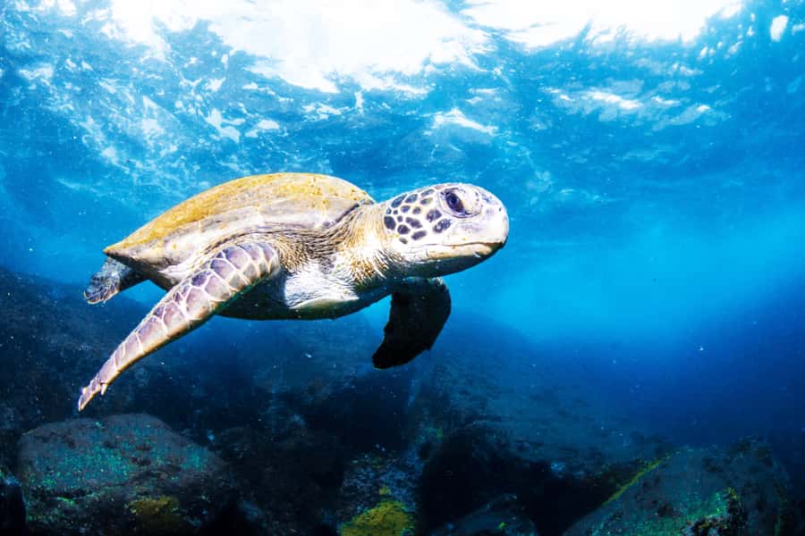 Rio de Janeiro: Arraial do Cabo Scuba Diving Day Trip - From the harbor to the underwater sites