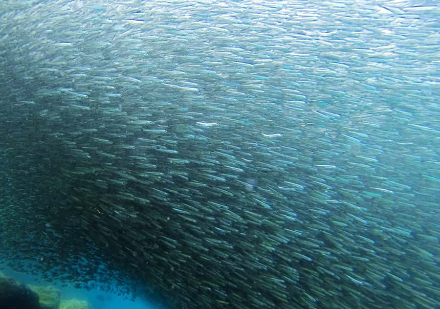 Rio de Janeiro: Arraial do Cabo Scuba Diving Day Trip - The one-hour meal break and extra costs