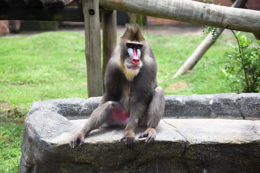 Rio de Janeiro: BioParque Guided Tour with Transfer - Why BioParque feels different from a traditional zoo