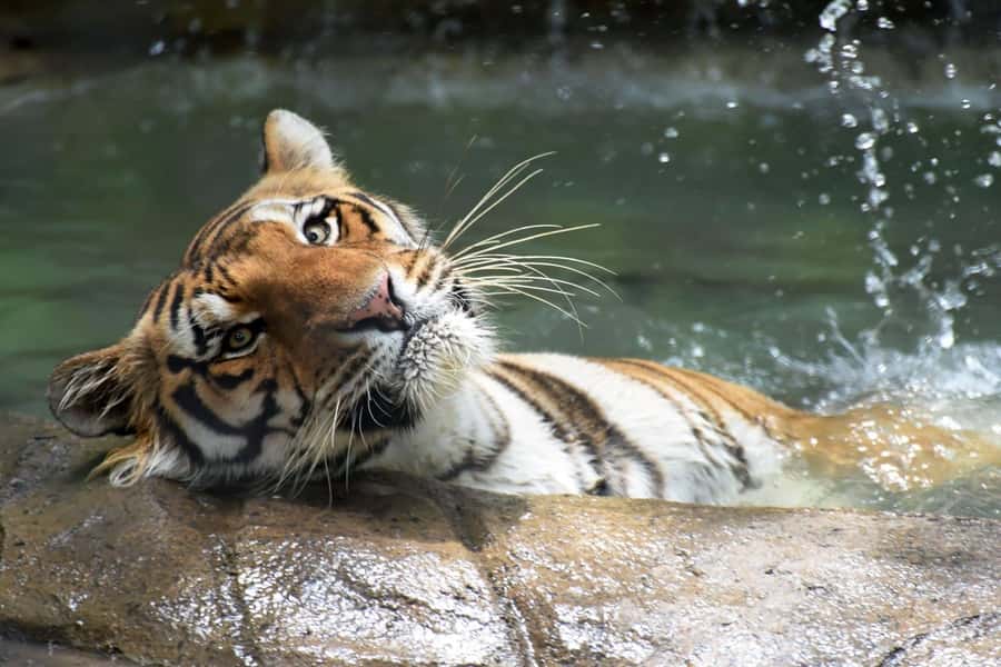 Rio de Janeiro: BioParque Guided Tour with Transfer - Seeing more than 1,000 animals