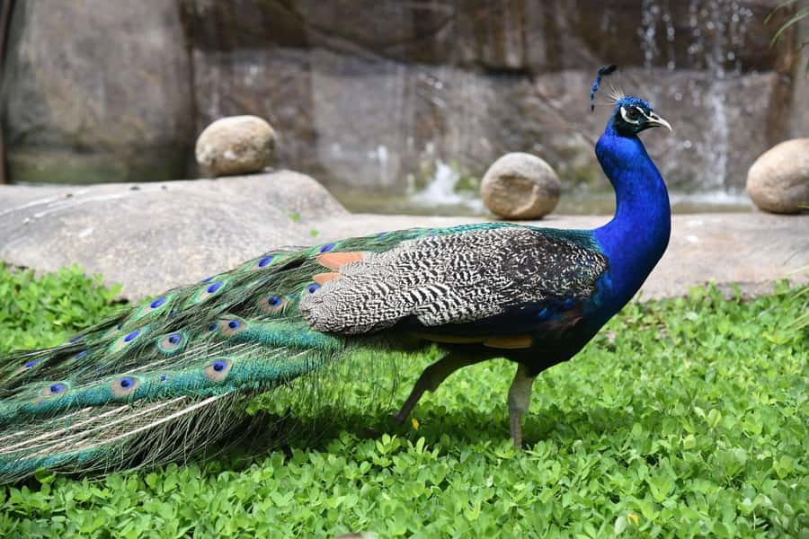Rio de Janeiro: BioParque Guided Tour with Transfer - The guide can shape the whole visit