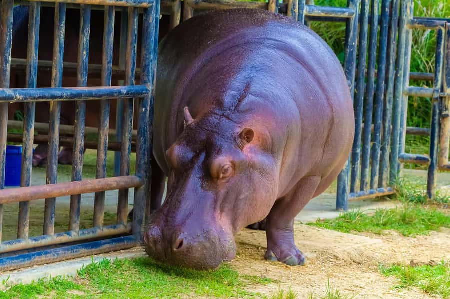 Rio de Janeiro: BioParque Guided Tour with Transfer - Timing, crowds, and the four-hour plan