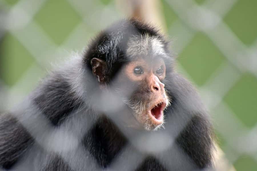 Rio de Janeiro: BioParque Guided Tour with Transfer - Who will get the most from this tour