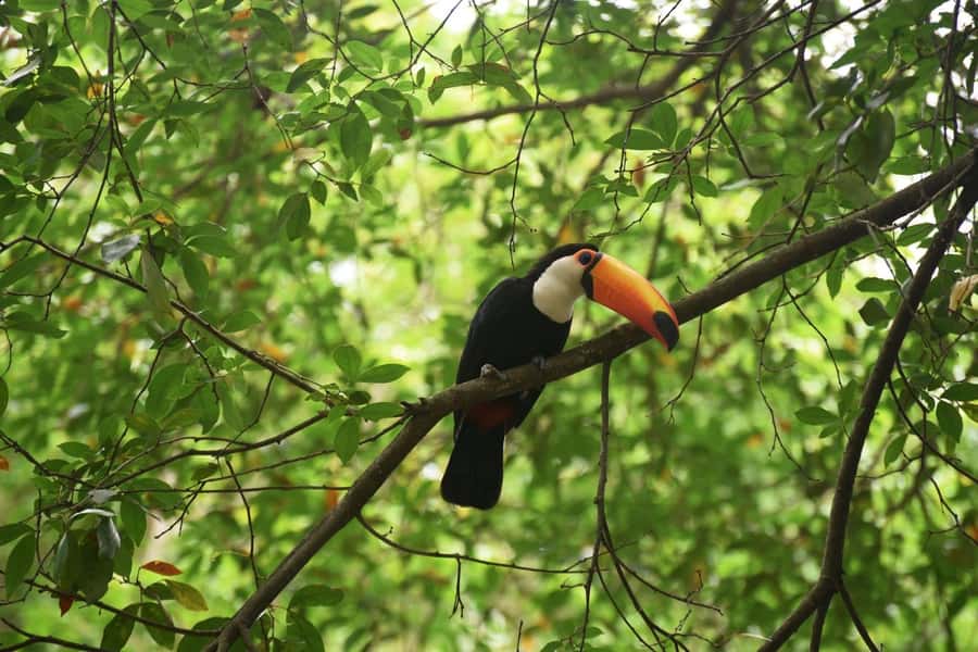 Rio de Janeiro: BioParque Guided Tour with Transfer - Entering BioParque and getting oriented