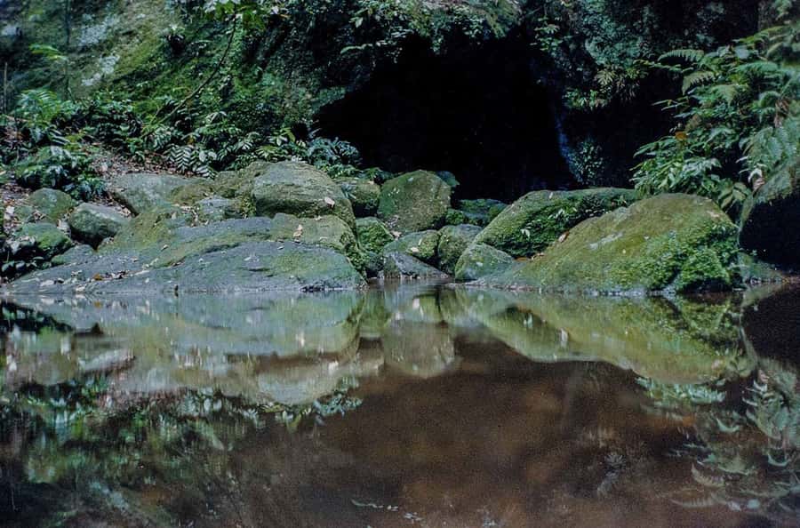 Rio de Janeiro: Botanical Garden & Tijuca Forest Guided Tour - Two sides of Rio’s tropical nature