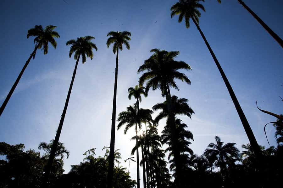 Rio de Janeiro: Botanical Garden & Tijuca Forest Guided Tour - Is $85 a fair price?