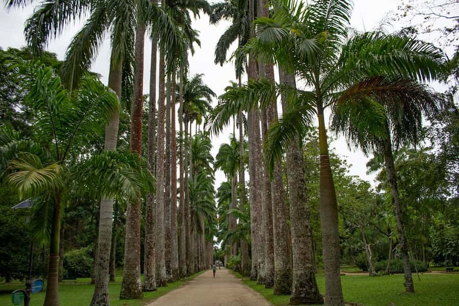 Rio de Janeiro: Botanical Garden & Tijuca Forest Guided Tour - Pickup, clothing, and what to carry