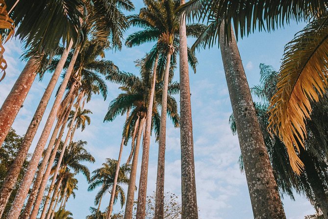 Rio de Janeiro Botanical Garden & Tijuca Forest Tour - The Botanical Garden: one hour among Brazilian plants