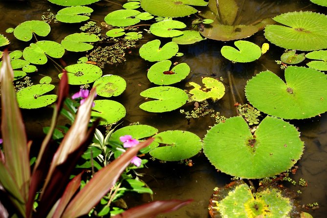 Rio de Janeiro Botanical Garden Tour - Who will enjoy this tour most