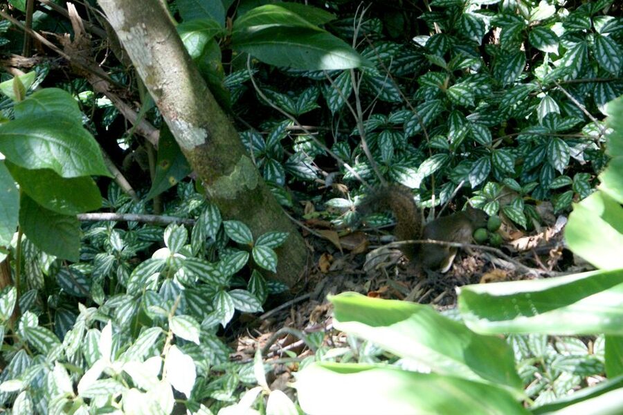 Rio de Janeiro: Guided Jeep Tour through Tijuca Rainforest - Who will enjoy this four-hour tour