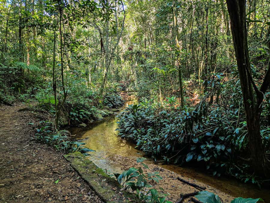 Rio de Janeiro: Guided Jeep Tour through Tijuca Rainforest - Vista Chinesa and the cost of a clear day