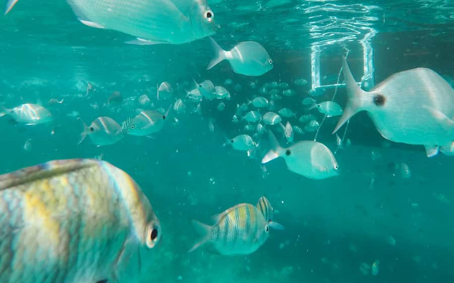 Rio de Janeiro: Ilha Grande with Boat Tour & Optional Lunch - The main drawbacks to weigh honestly