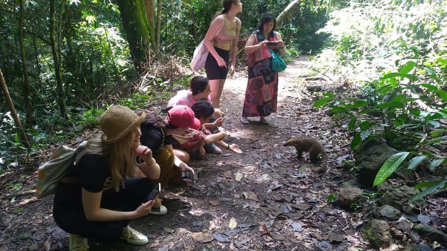 Rio de Janeiro: Jeep Tour in the Tijuca Forest - Timing, weather, and practical expectations