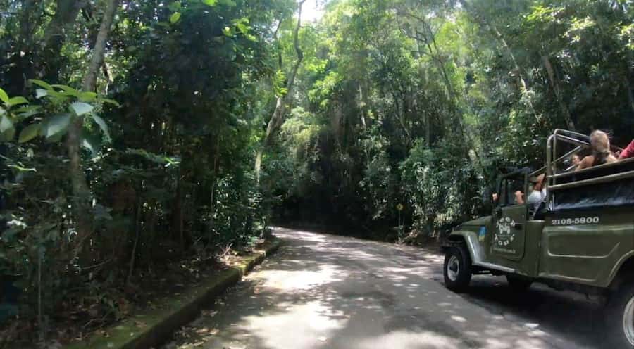 Rio de Janeiro: Jeep Tour in the Tijuca Forest - Who will enjoy this Tijuca Forest tour
