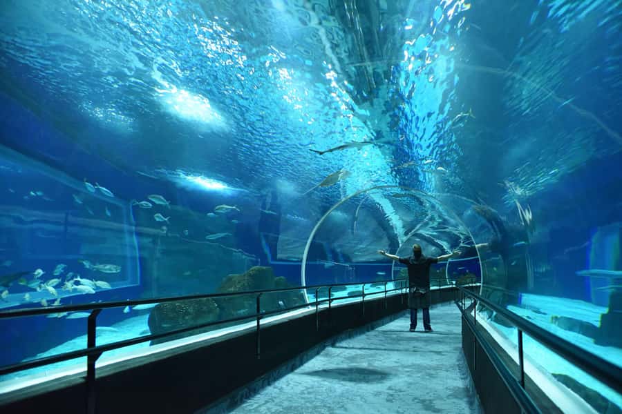 Rio de Janeiro: Marine Aquarium Entry Tickets - What AquaRio offers inside its 26,000 square meters