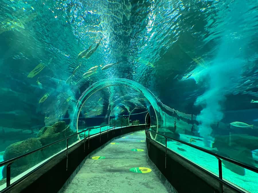 Rio de Janeiro: Marine Aquarium Entry Tickets - Why the family setting works well on wet days