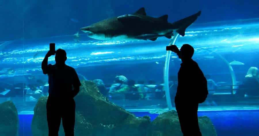 Rio de Janeiro: Marine Aquarium Entry Tickets - A good base for a Boulevard Olímpico afternoon