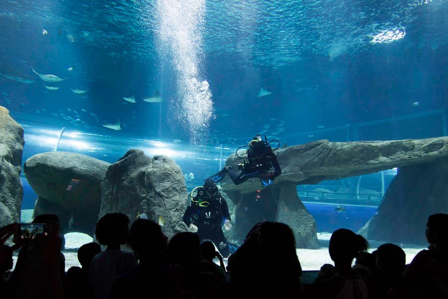 Rio de Janeiro: Marine Aquarium Entry Tickets - Reaching AquaRio from Copacabana