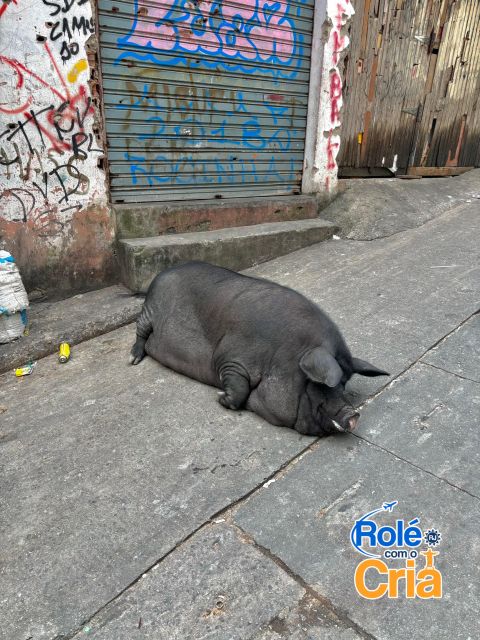 Rio de Janeiro: Rocinha Favela guided tour - Key points to know before booking