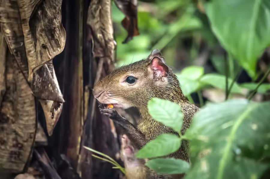 Rio de Janeiro: Tijuca National Park & Botanic Garden Tour - A city forest with an important backstory