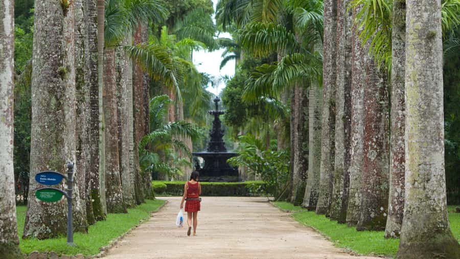 Rio de Janeiro: Tijuca National Park & Botanic Garden Tour - The Botanical Garden’s plant collection