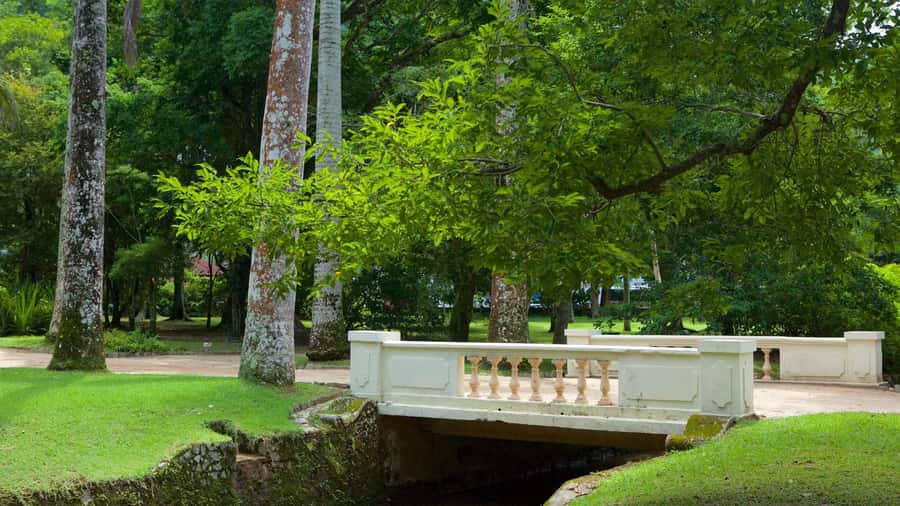 Rio de Janeiro: Tijuca National Park & Botanic Garden Tour - My call: book it for variety, not depth