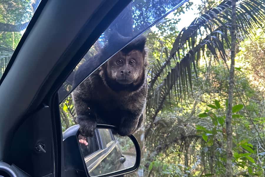 Rio de Janeiro: Tijuca National Park Tour - Why Tijuca is such a worthwhile Rio outing