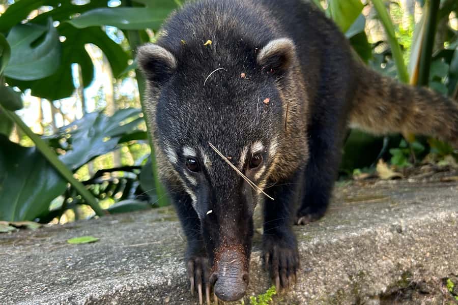 Rio de Janeiro: Tijuca National Park Tour - Cascatinha Taunay is the morning’s first major sight