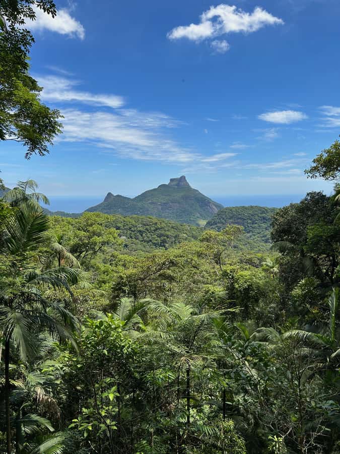 Rio de Janeiro: Tijuca National Park Tour - Hotel pickup makes the morning simple