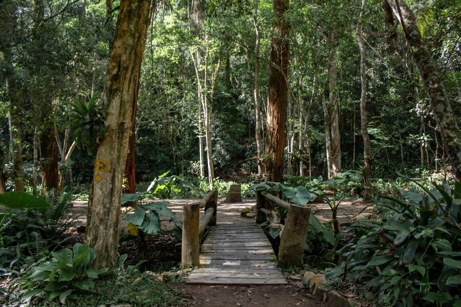 Rio: Half-Day Jeep Tour at Floresta da Tijuca - São Conrado Beach and the return to Rio