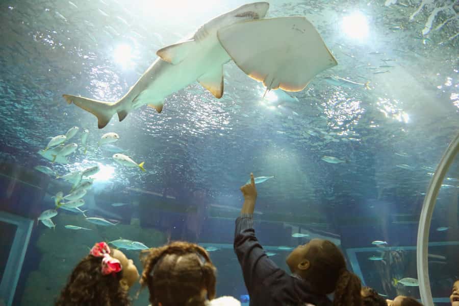Rio: Olympic Boulevard, AquaRio and Museum of Tomorrow Tour - AquaRio: 28 tanks and thousands of marine animals