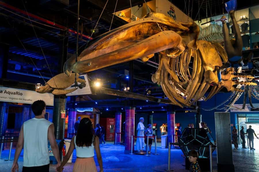 Rio: Olympic Boulevard, AquaRio and Museum of Tomorrow Tour - A few smart ways to plan the day