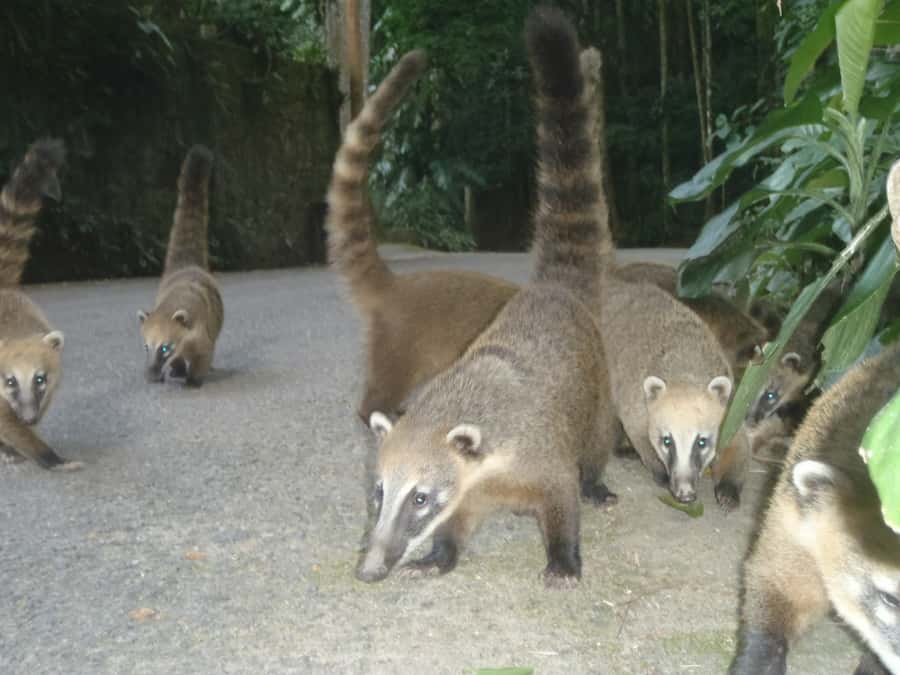 Rio: Private Tour 5 Hours Customized Tour With a Local Guide - Sugarloaf, beaches, and city views