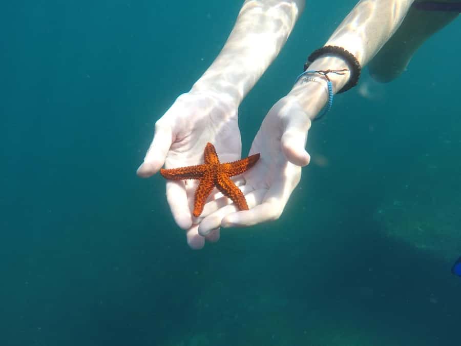 Rio: Snorkel & Swim with Turtles Tour at Tijuca Islands - Views of Pedra da Gávea and Christ the Redeemer