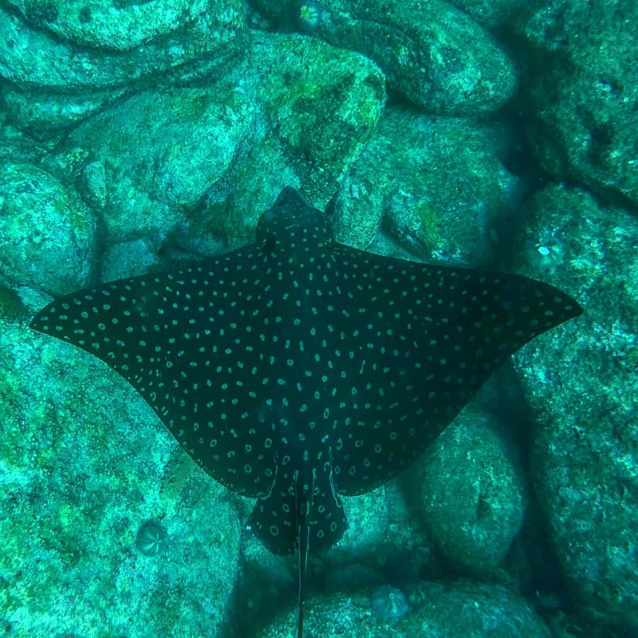 Rio: Snorkel & Swim with Turtles Tour at Tijuca Islands - What the wildlife reports really mean
