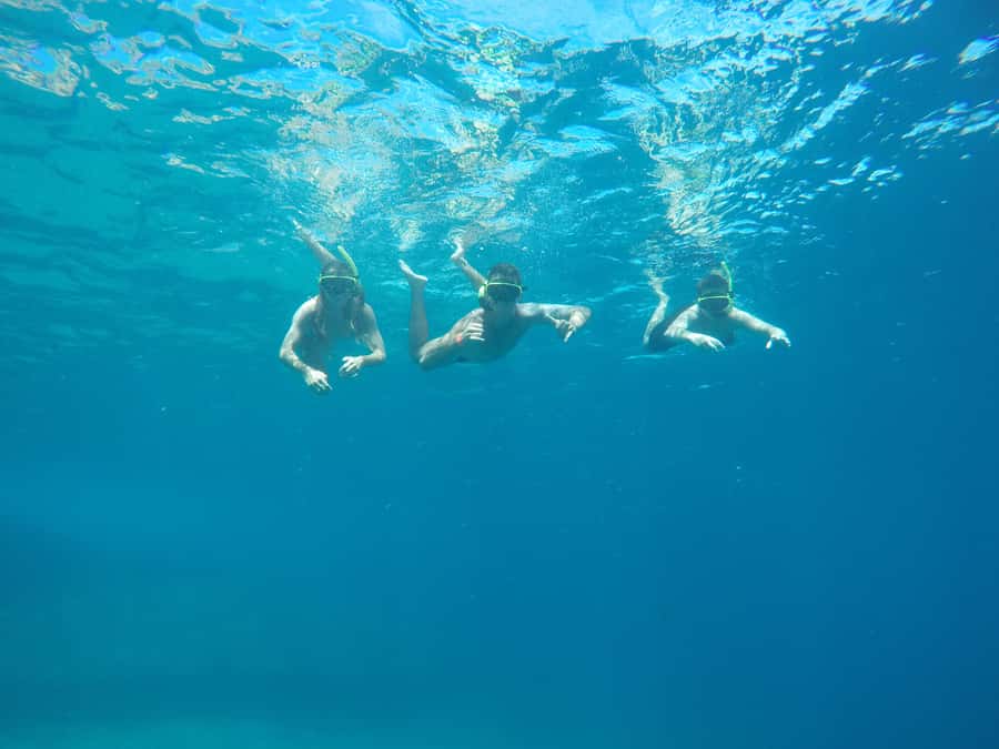 Rio: Snorkel & Swim with Turtles Tour at Tijuca Islands - Meeting at Ilha da Coroa 2 in Barra da Tijuca