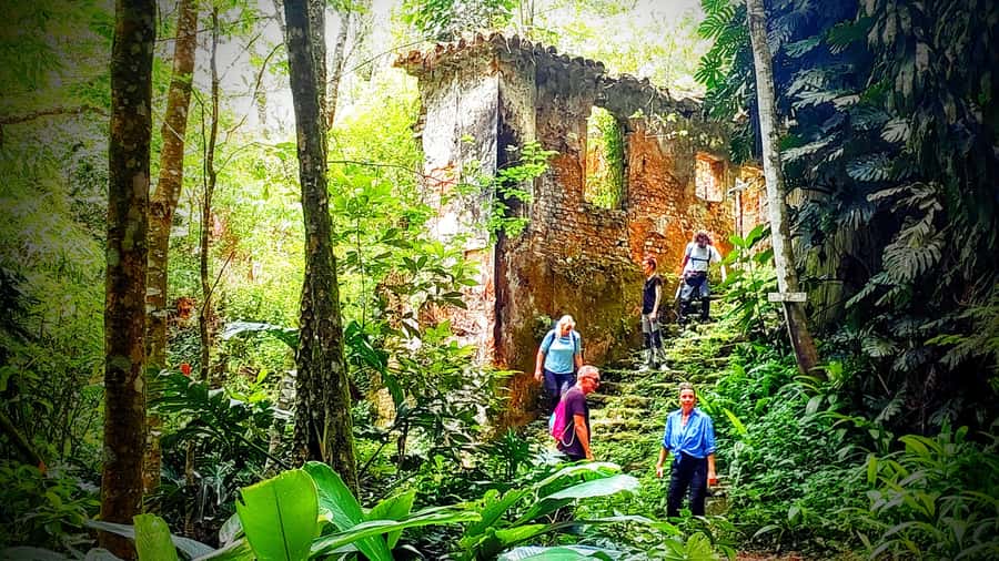 Rio: Tijuca Forest Small Group Hike to Caves and Waterfalls - Why Tijuca Forest makes such a good Rio day trip