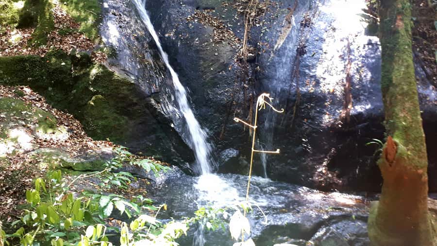 São Paulo: Cantareira Natural Park Guided Rainforest Hike - Crossing the Engordador River on the Waterfall Trail