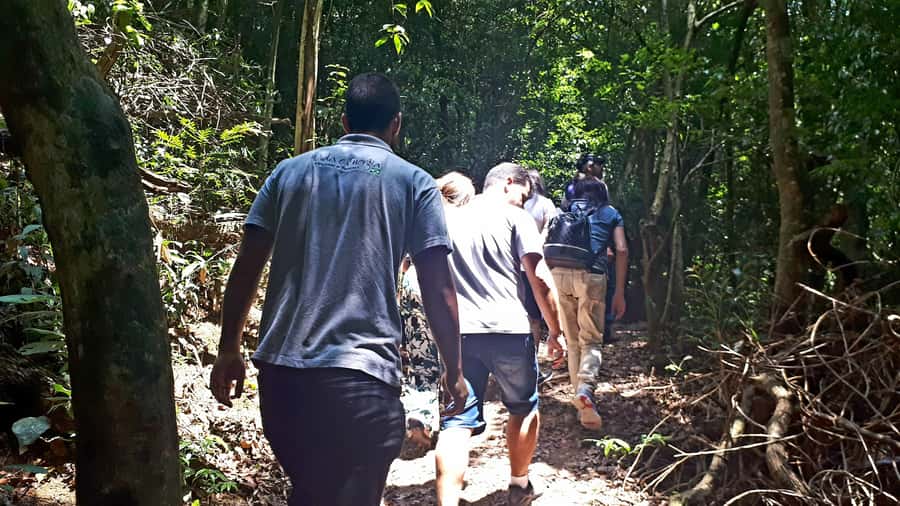 São Paulo: Cantareira Natural Park Guided Rainforest Hike - Two waterfalls and a proper forest cooldown