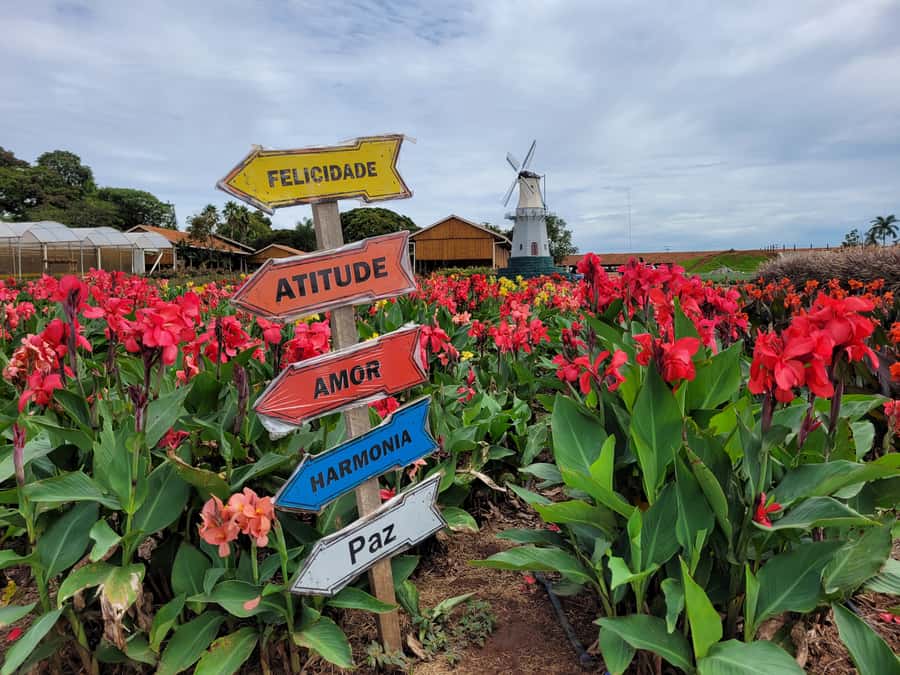 São Paulo: Holambra Colorful Flower Farm Guided Day Trip - Why Holambra makes a good day from São Paulo