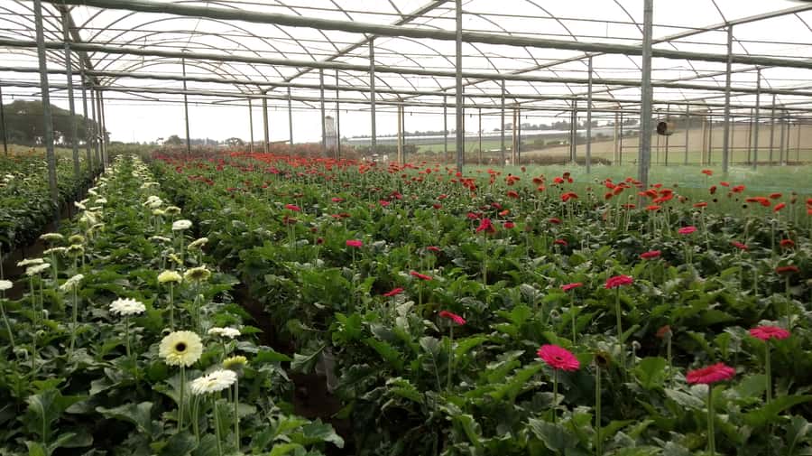 São Paulo: Holambra Colorful Flower Farm Guided Day Trip - Free time on Boulevard Street
