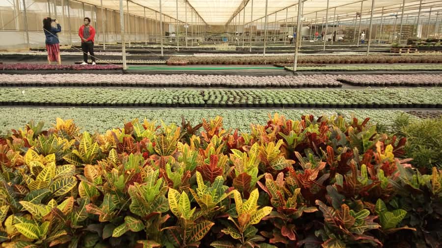 São Paulo: Holambra Colorful Flower Farm Guided Day Trip - The small-group advantage