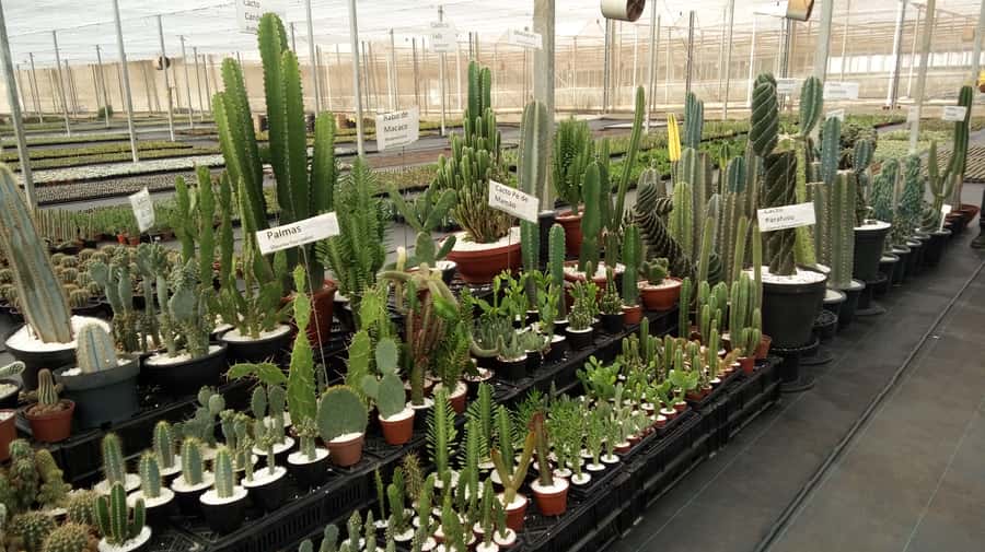 São Paulo: Holambra Colorful Flower Farm Guided Day Trip - Pickup details that can save you a headache