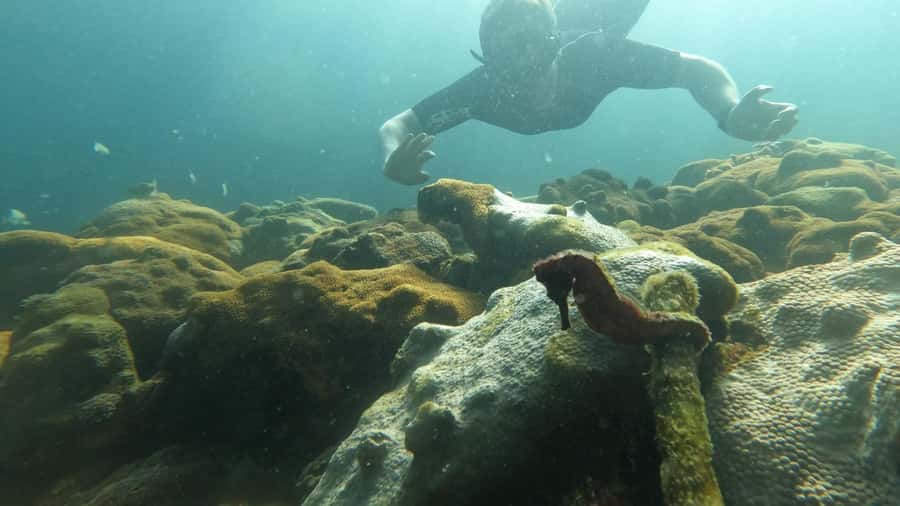Snorkeling with turtles in their natural habitat - Key points before you book