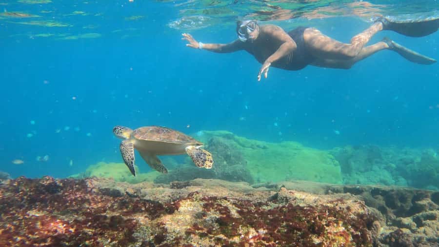 Snorkeling with turtles in their natural habitat - What the $602 private boat really buys you